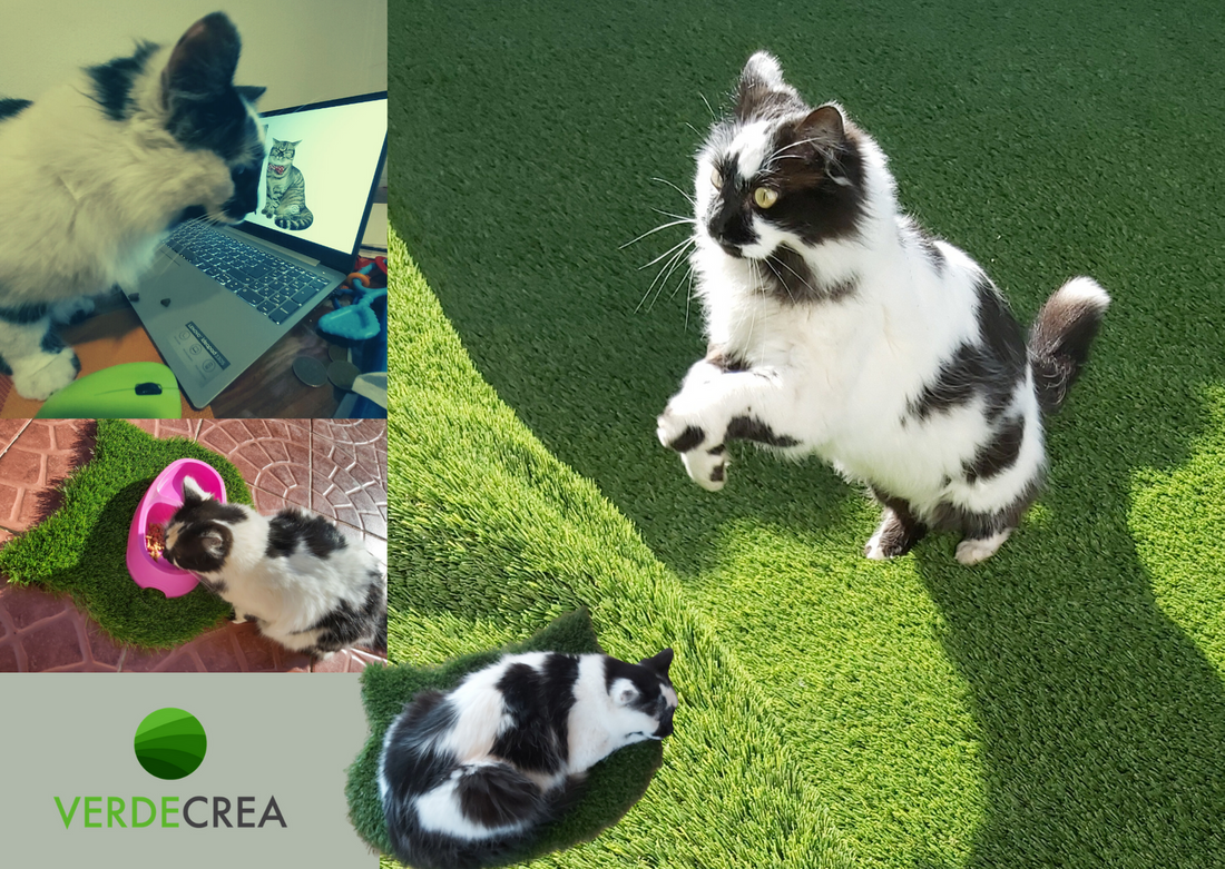 Gatos felices con Pasto sintético Premium