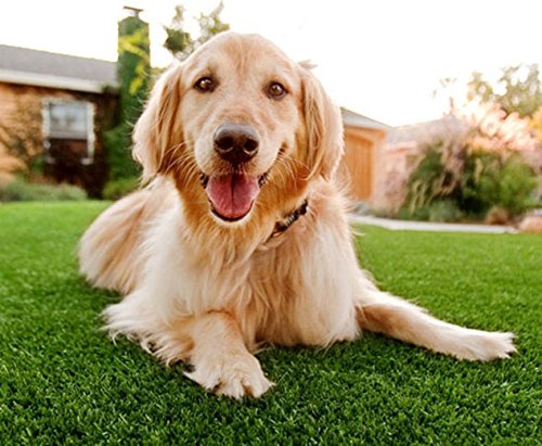 Más que Mascotas son nuestra Familia, Perros Felices con Pasto Sintético